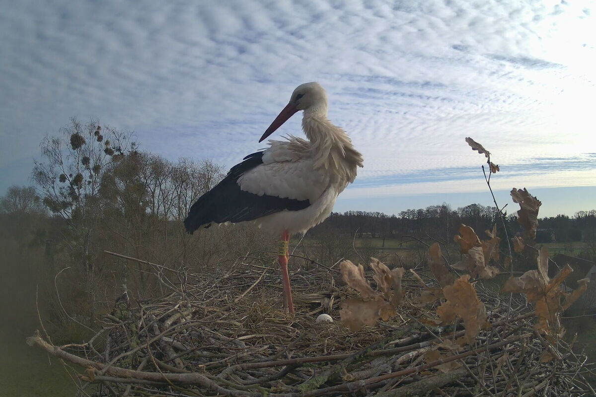 Blick über die Cam - das erste Ei liegt im Nest, ein Storch steht daneben
