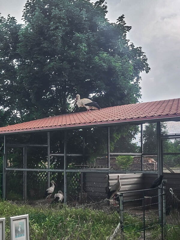 ein Storch, Tim, läuft auf dem Dach der Voliere der Freilaufstörche herum