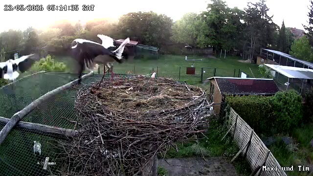 Camaufnahme: der Storch auf dem Nest hat sich erhoben und droht nach Gambia mit dem Schnabel, sie fliegt beiseite