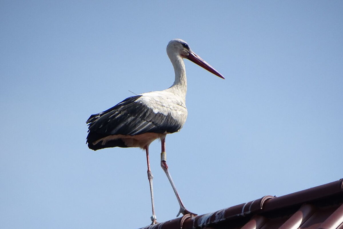 das Originalfoto zum Displaybild