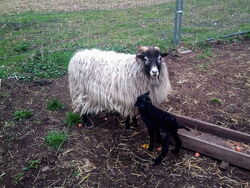 04.04.2019 ein Böckchen wurde geboren