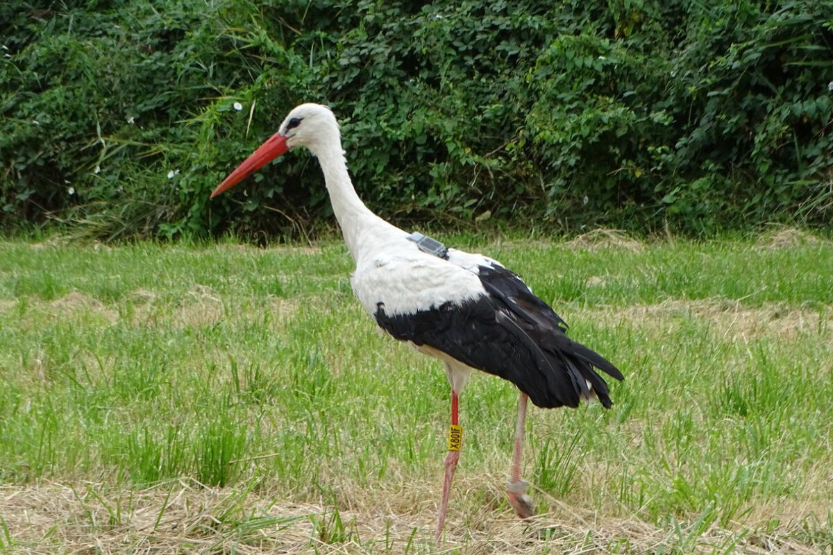 auf der Wiese läuft ein Storch mit einem grauen Sender