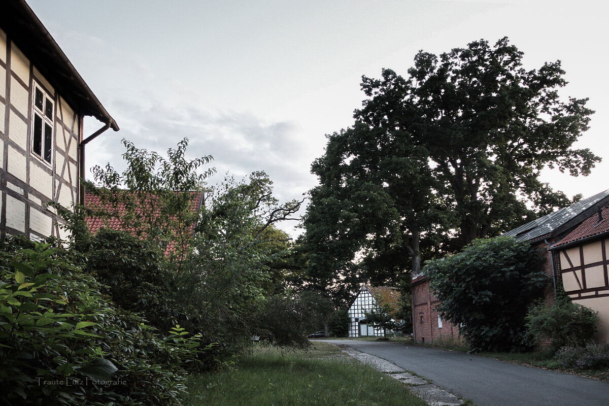 wir sehen den Baum von der anderen Seite, der Storch steht auf seinem Ast, er ist kaum erkennbar