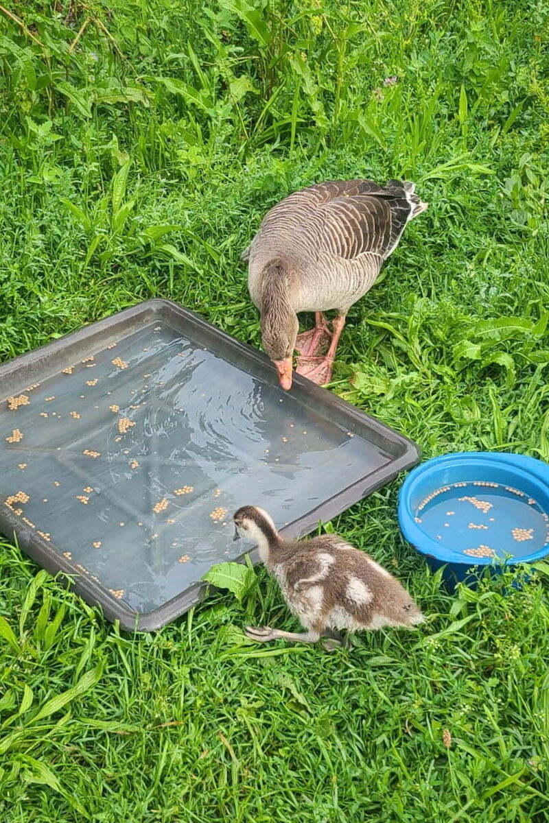 wir sehen eine Graugans (Olli) und eine noch recht kleine gefleckte Nilgans vor einer großen flachen Wasserschale