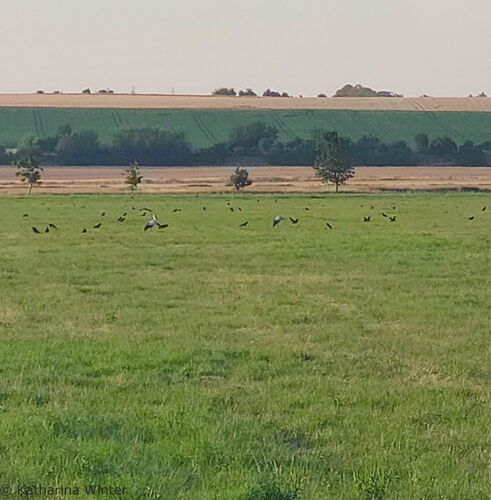 Weise mit 2 Störchen und zahlreichen Krähenvögeln im Hintergrund 4 Büme am Wegrain, Feld, Baumgruppen und Hügel mit Feld