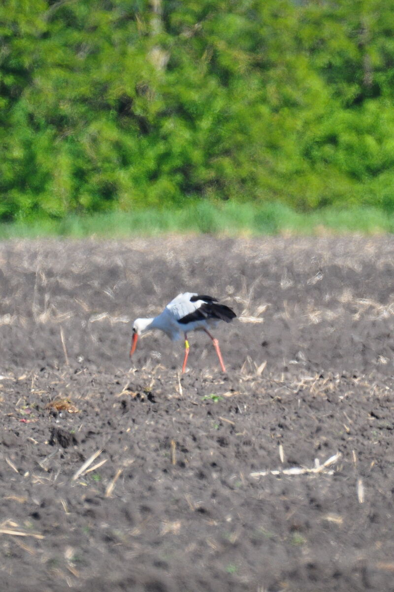 Basuto am 09.05.2025 bei Apenburg