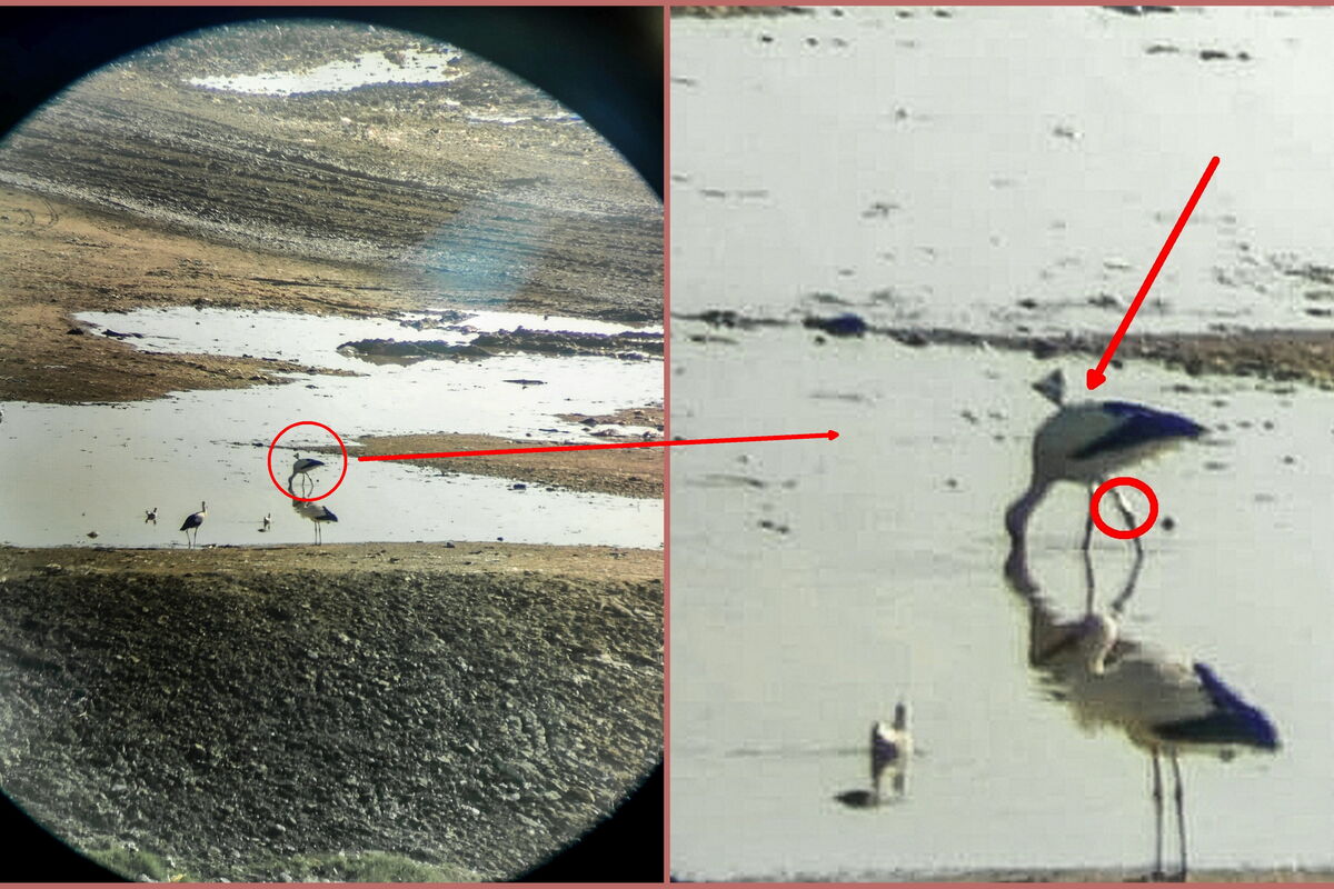 ein Storch auf einer Brache mit Wasser, wie durch ein Fernglas  sind Sender und Ring erkennbar