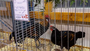 rechts die prämierte Henne