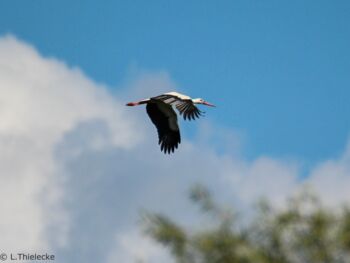 Noch vier Wochen bis zum Abflug?    Foto: L.Thielecke