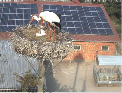 Die beiden Adoptivgeschwister am Abend des 31.05.2019 in Stöckte
