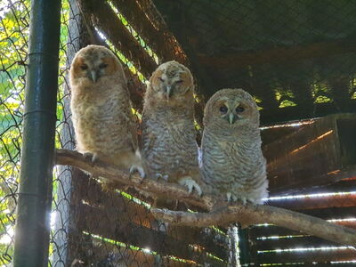 Junge Waldkäuze im Abendlicht