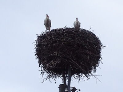 Zwei Störche auf dem Horst am Münchentor