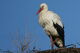 einzelner Weißstorch auf Nest