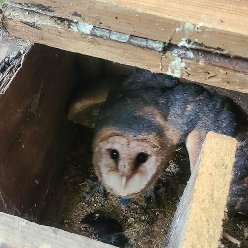 eine Schleiereule schaut aus der Box hinauf zum Betrachter