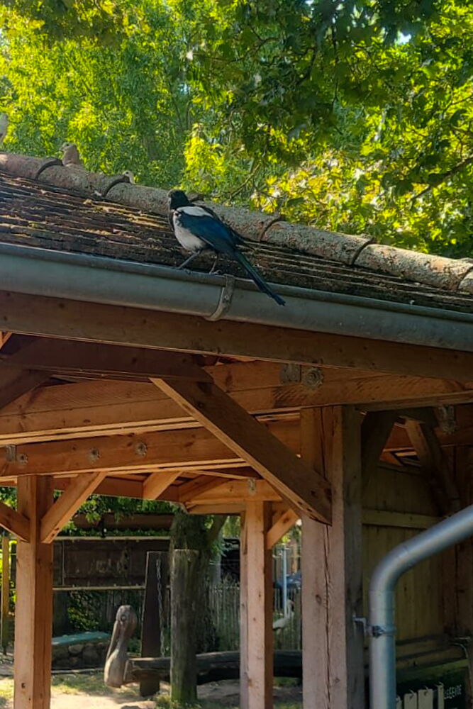Auf der Dachrinne des Pavillons sitzt die Elster