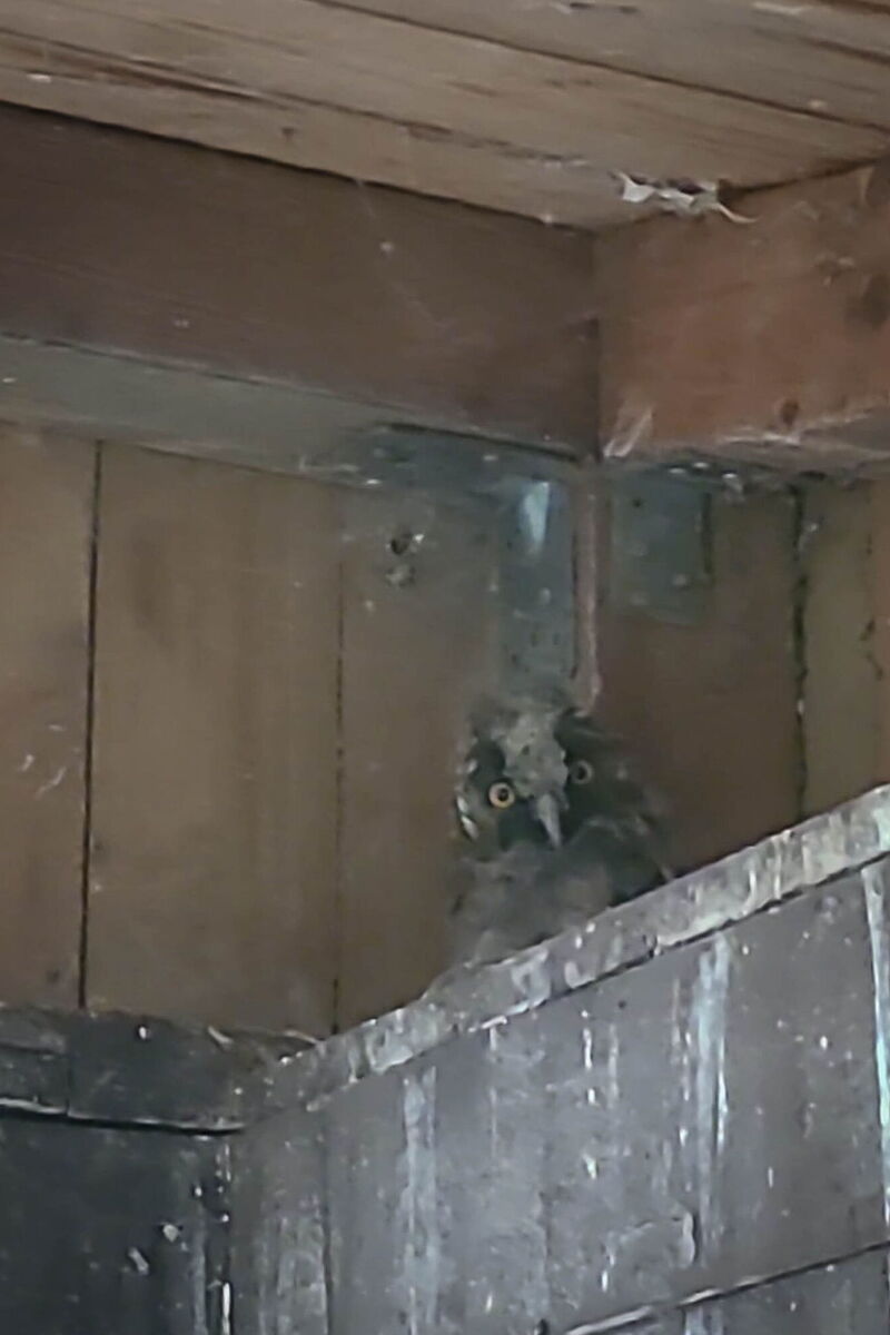 auf einem Holzkasten ist im dunkeln ein flauschiges Waldohreulengesicht erkennbar