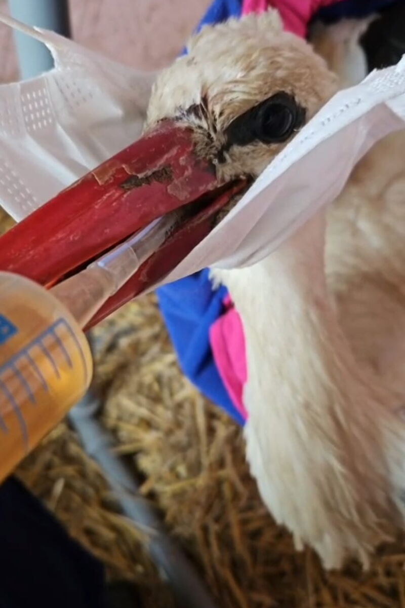 Ein Storch bekommt mit hilfe einer Spritze eine Lösung in den Schnabel