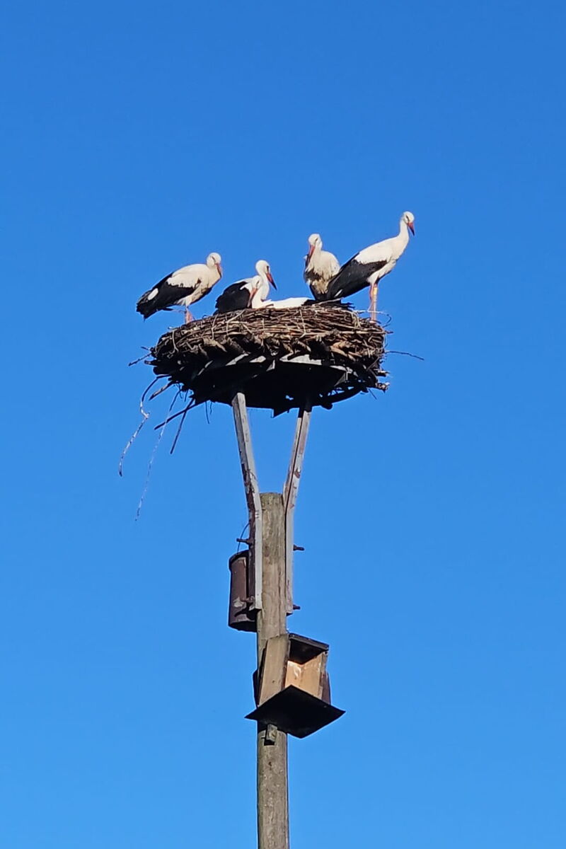 ein Storchennenst auf einem Nistmast, darauf sind 5 Störche erkennbar