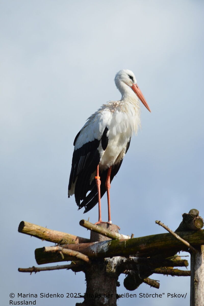 Eugen steht auf einem Gerüst von zusammengezimmerten Ästen