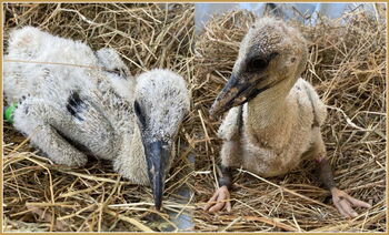 August und sein Geschwister am 05.06.2021