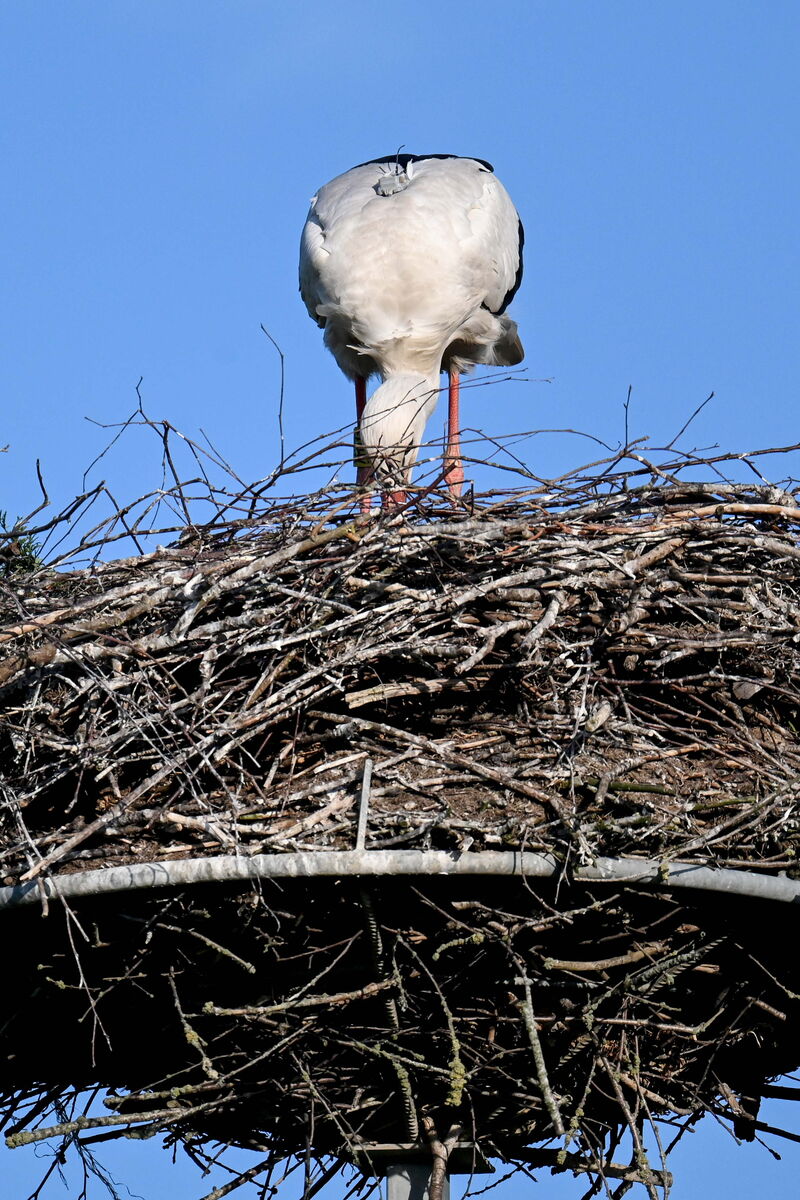 ein Storch (Claus) steht auf einem Nest und ist mit dem Schnabel unten. Man erkennt deswegen den Sender auf seinem Rücken