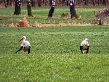 Auswilderung 05.04.2021