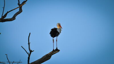 Seppl sagt am 16.05.2025 auf seinem Schlafbaum Gute Nacht