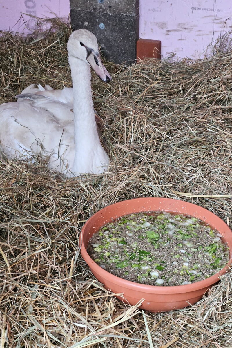 ein Schwan liegt mit erhobenen Kopf auf Stroh vor einem großen Napf mit Grasbrühe