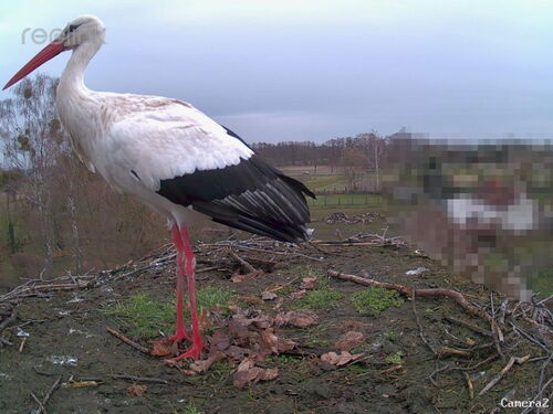 Storch auf dem Wiesenhorst
