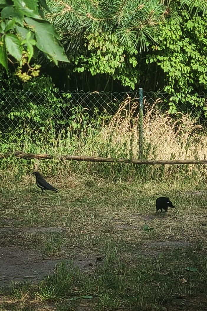auf einer buschigen Wiese sitzen zwei junge Krähen
