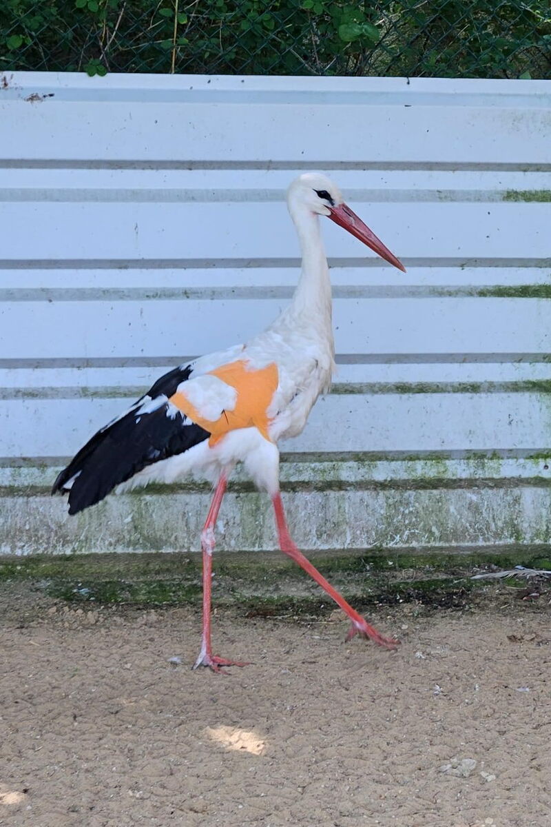 Storch Otto läuft mit Bandagen durch die Voliere