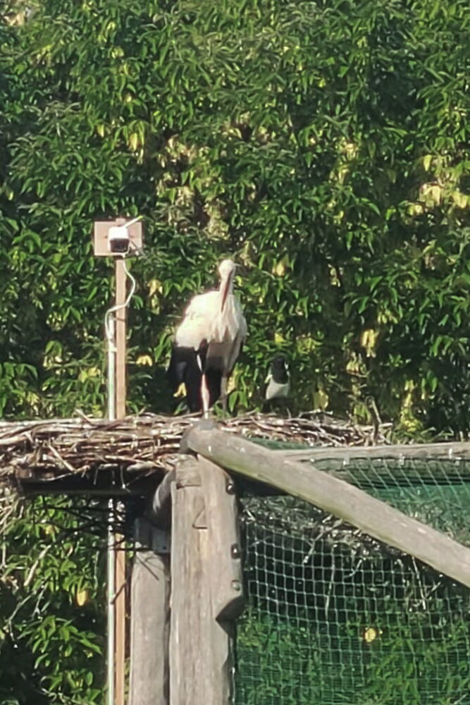 Das foto zeigt die Ecke von der Voliere mit dem Storchennest, in ihm steht der Storch und am vorderen Rand eine Elster, kaum zu erkennen