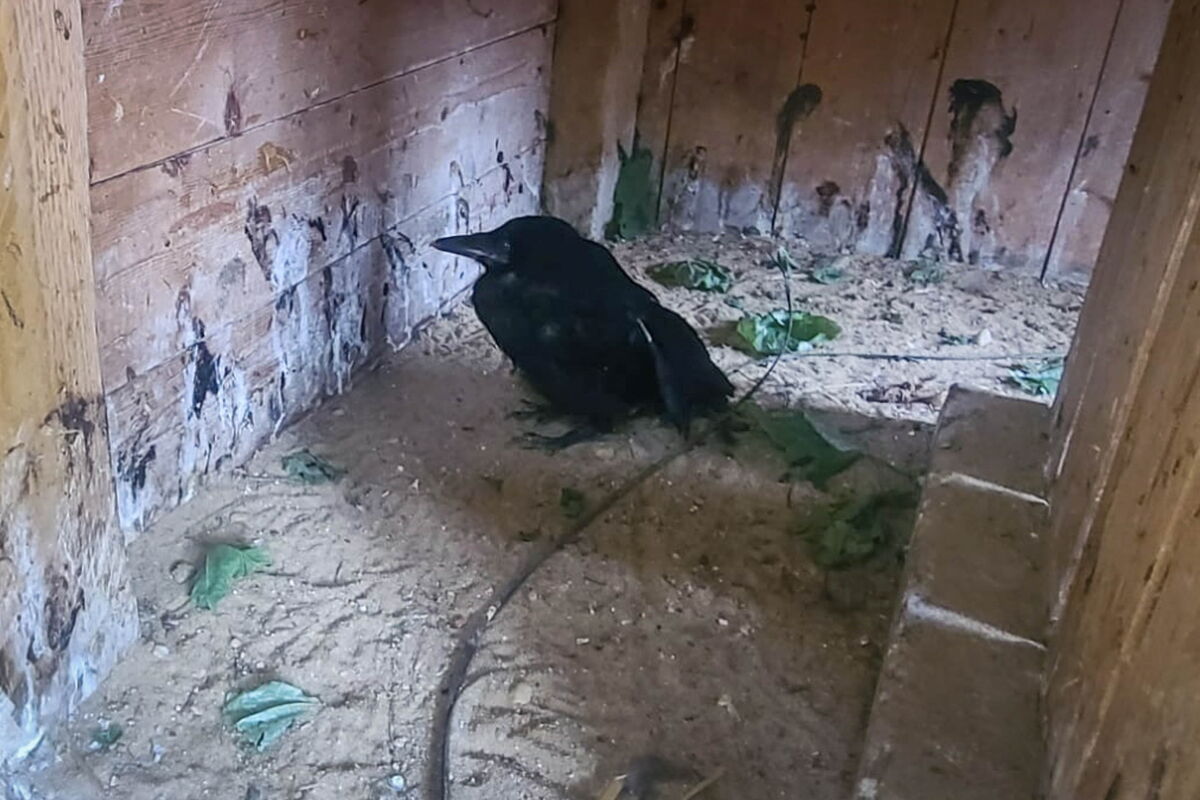 in einer Holzbox in einer Voliere sitzt eine junge schwarze Krähe, sehr schlecht erkennbar