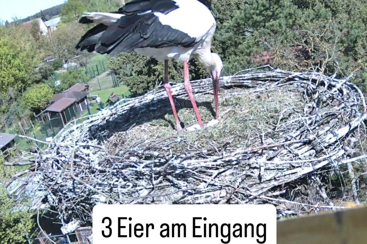 Kamerabild ein Storch wendet die Eier, die schlecht zu erkennen sind