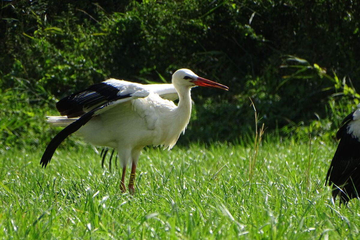 ein junger Storch mit gelben Ring (Greta) schüttelt das Gefieder auf