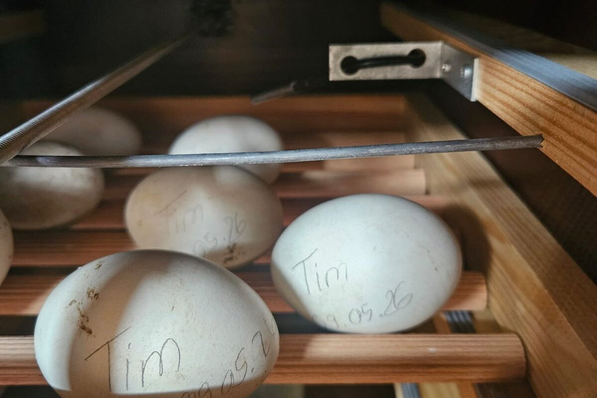 Storcheneier im Brutkasten, auf einigen steht mit Bleistift "Tim" und das Datum 09.05.2026