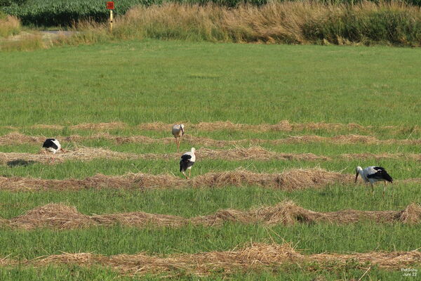 grün bewachsenes Feld mit Reihen aus Stroh, darauf verteilt vier Weißstörche