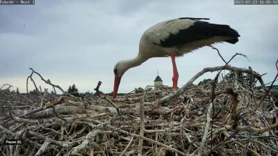 Storchennest Fohrde Schnappschuss 23.07.2023 - Emil