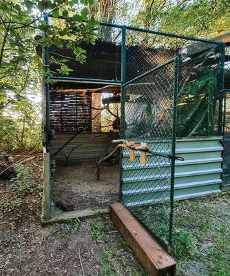 Die Tür der Auswilderungsvoliere steht für die drei jungen Käuze jetzt offen