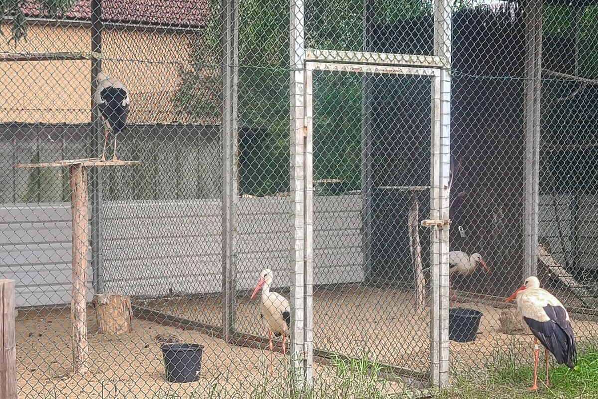 Das Foto entstand direkt vor einer Voliere, darin sind drei Störche erkennbar. Davor steht ein weiterer Storch, der Tim (vom Volierenhorst)