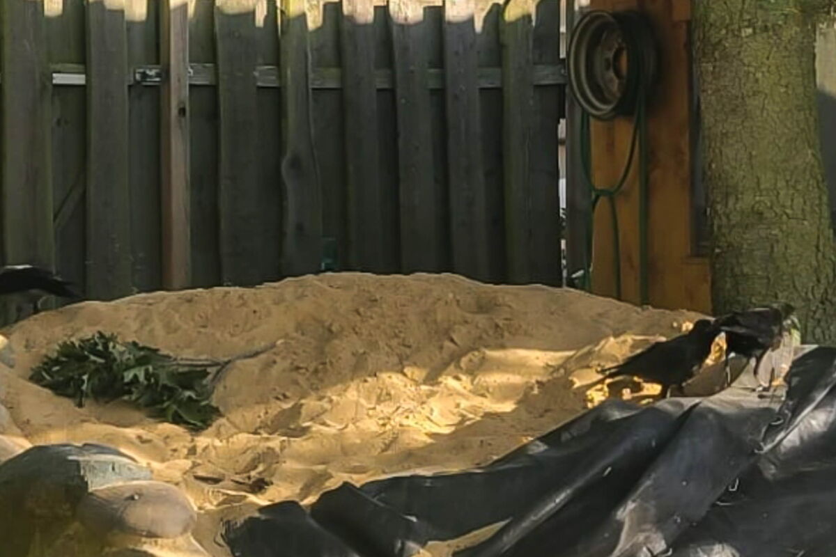 im Sandhaufen sind rechts zwei schnäbelnde Krähen zu sehen, links hinten eine weitere Krähe