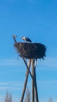 Magnus auf seinem Horst am 24.02.2019