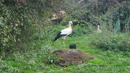 Paul auf dem alten Storchennest im Freilauf