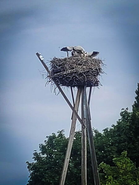 auf dem Nest stehen schon recht große Jungstörche, ein Altstorch füttert