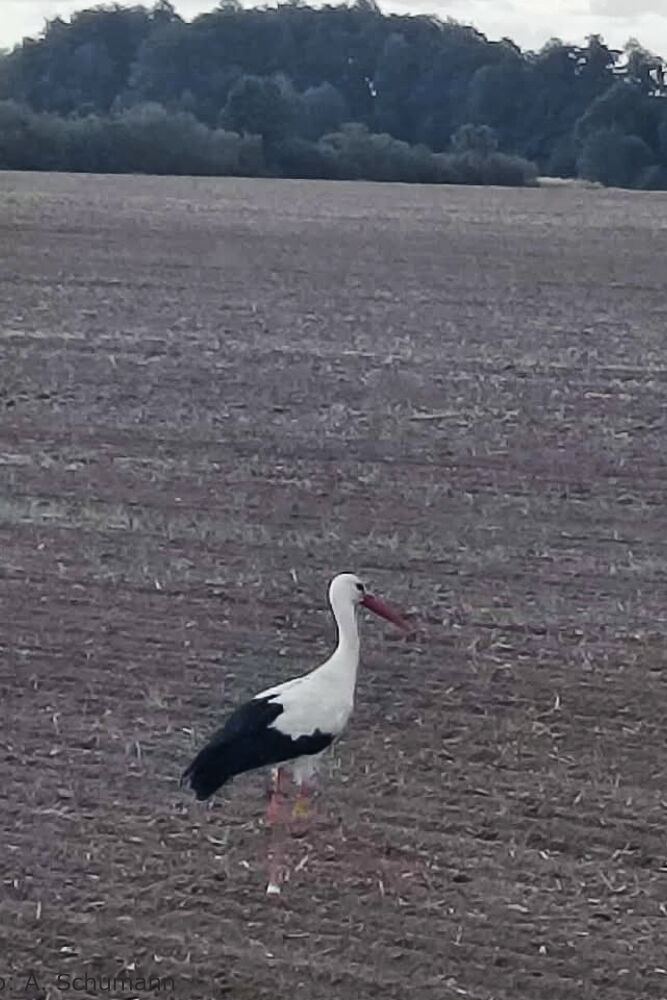 24.08.2025 Kilian Foto: A. Schumann Danke!