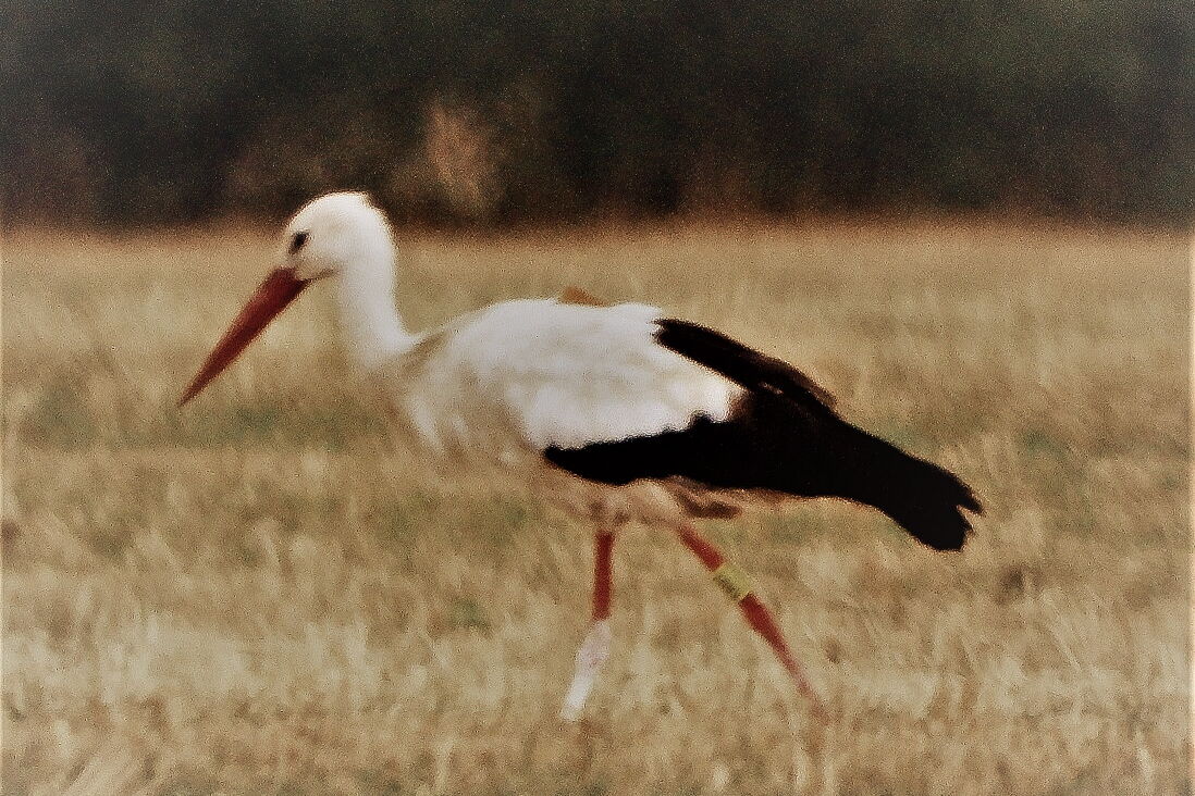 Unscharfes Foto eines beringten Weißstorch auf einem Feld