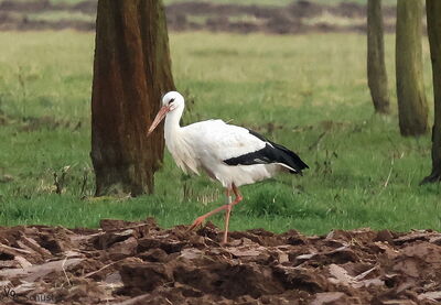Anka am 15.02.2025 bei Griesheim / Offenburg