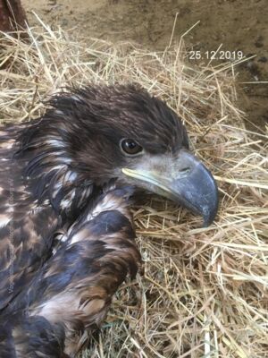 junger Seeadler 25.12.2019