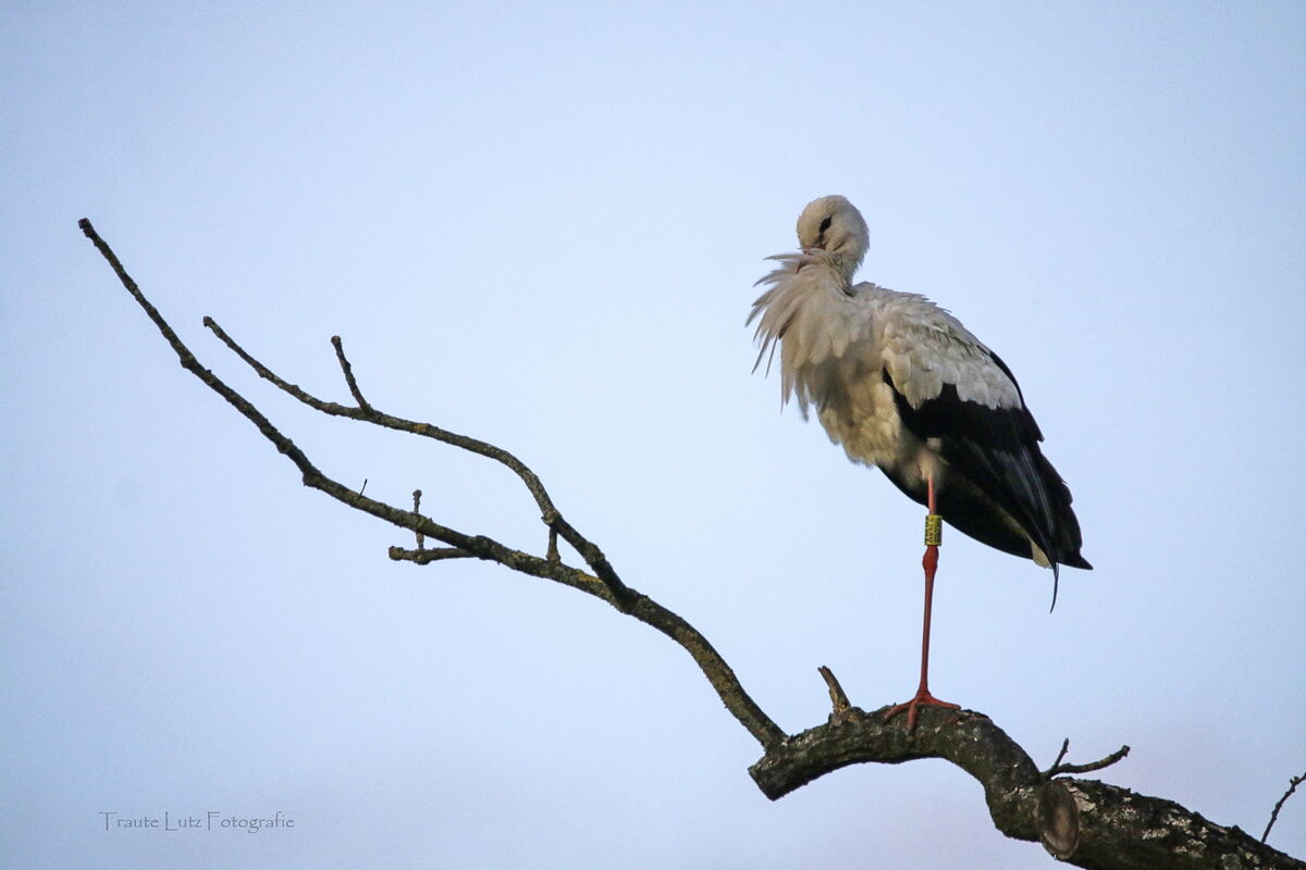 Seppl steht auf seinem Ast, gezoomt