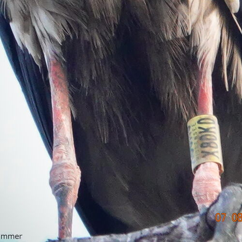 im Bildausschnitt sind zwei Storchenbeinde erkennbar. An einem Bein ist der gelbe Ring X80K0. Das Datum unten rechts lautet 07 08 2025